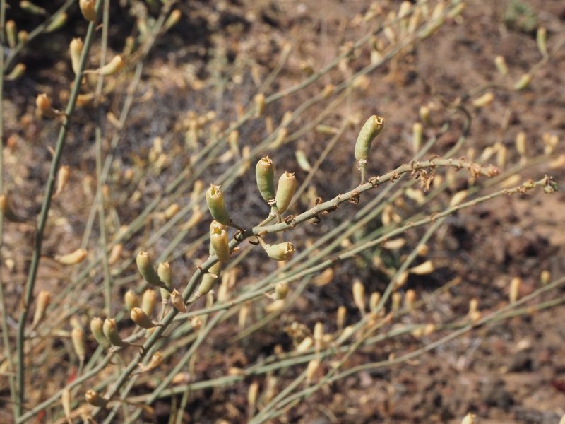 Reseda scoparia