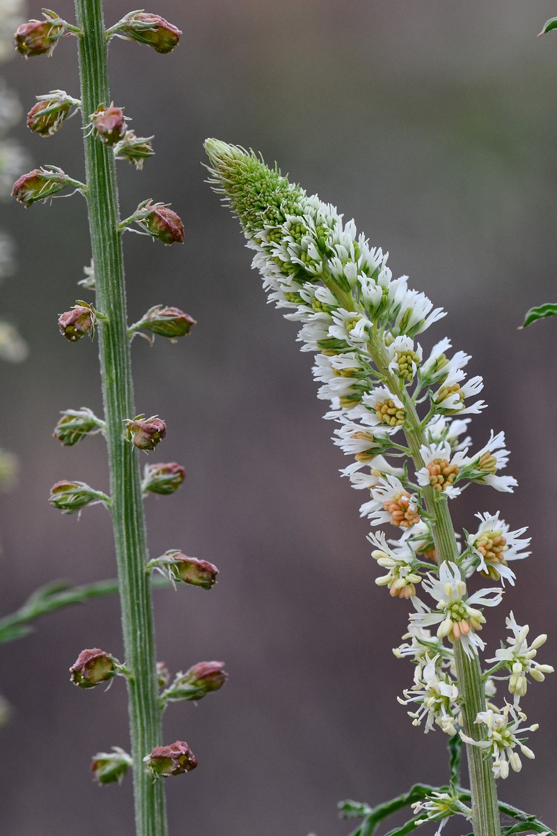 Reseda undata subsp. undata