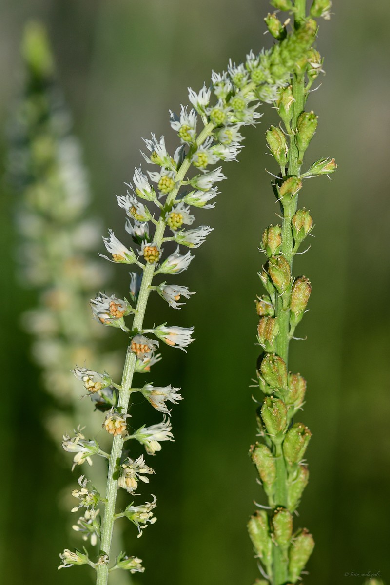 Reseda undata subsp. undata photo 2