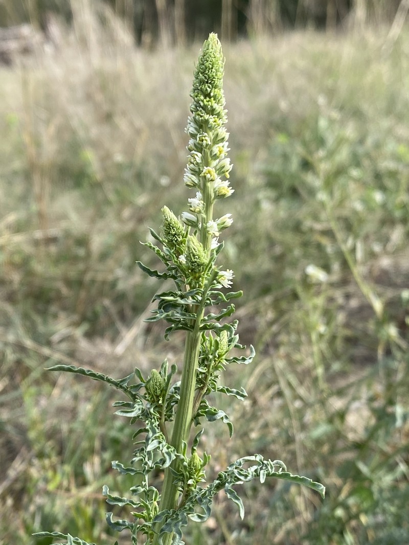 Reseda undata subsp. undata photo 3