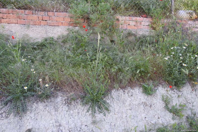 Reseda undata subsp. undata photo 4