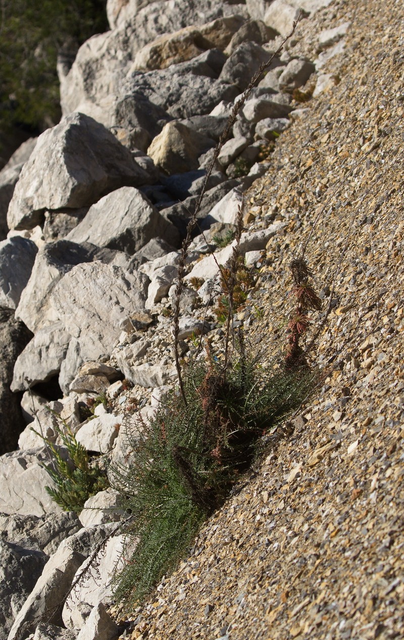 Reseda valentina subsp. valentina
