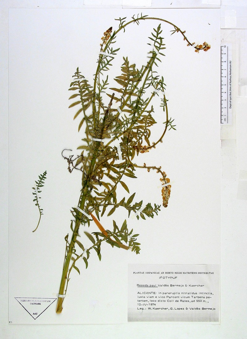 Reseda valentina subsp. valentina photo 2