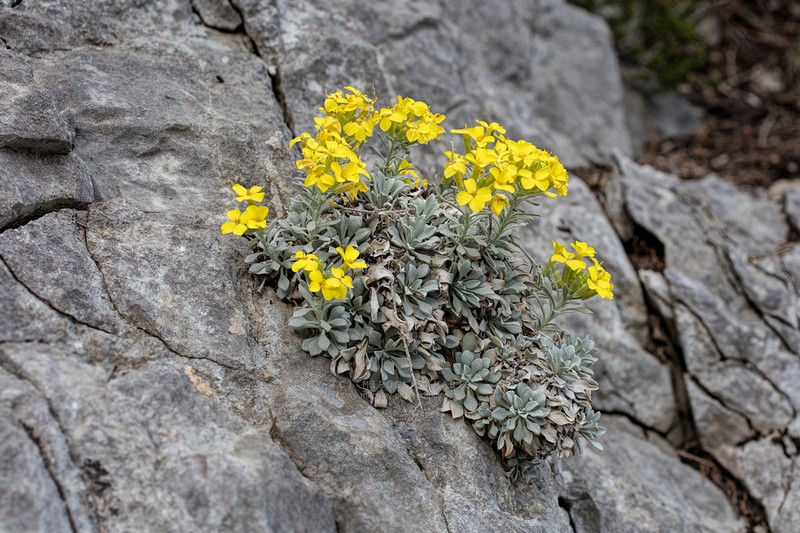 Resetnikia triquetra