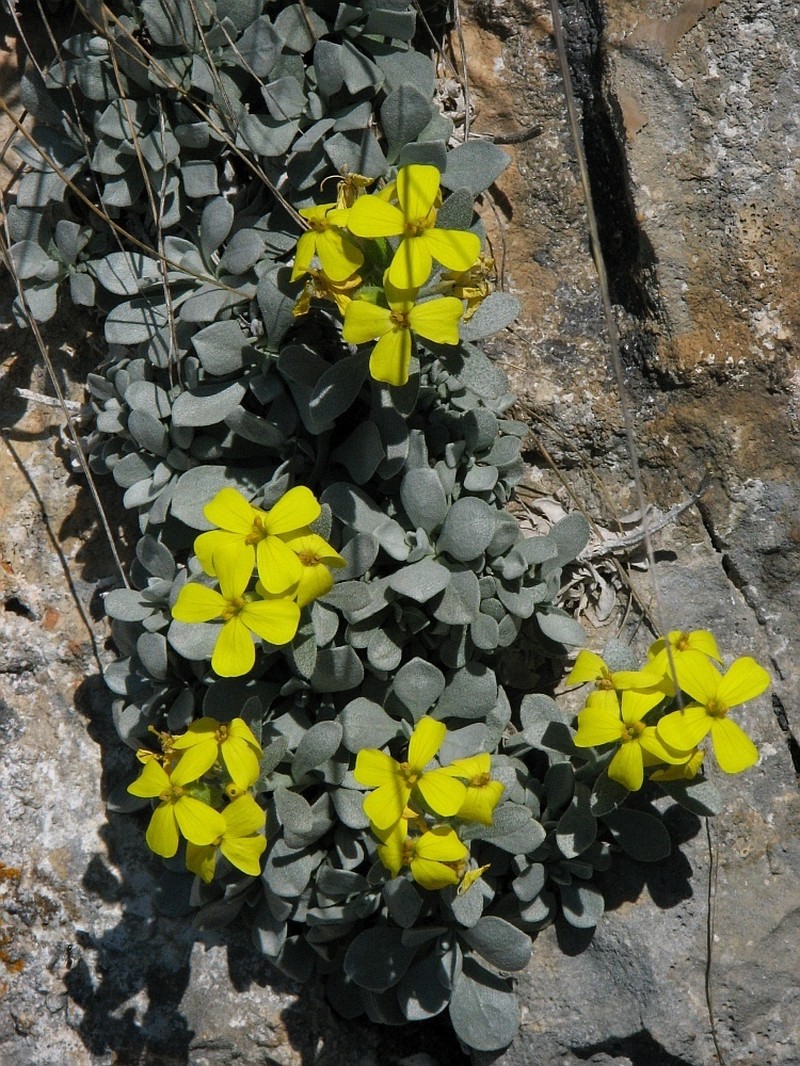 Resetnikia triquetra photo 4