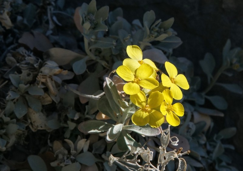 Resetnikia triquetra photo 6