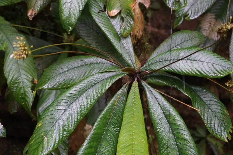 Resia bracteata