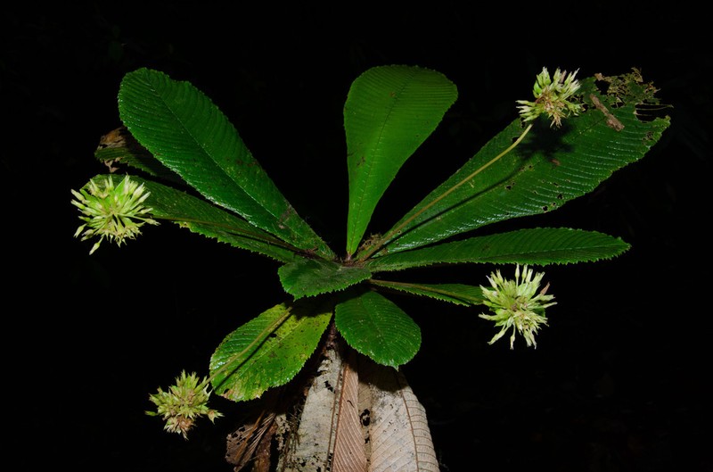 Resia bracteata photo 2