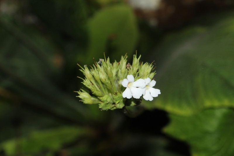 Resia bracteata photo 3