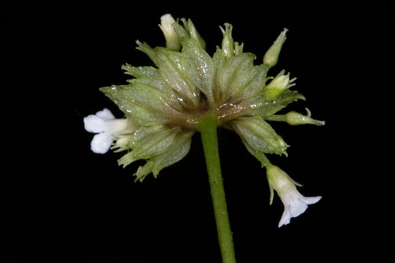 Resia bracteata photo 4