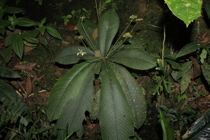 Resia bracteata photo 5