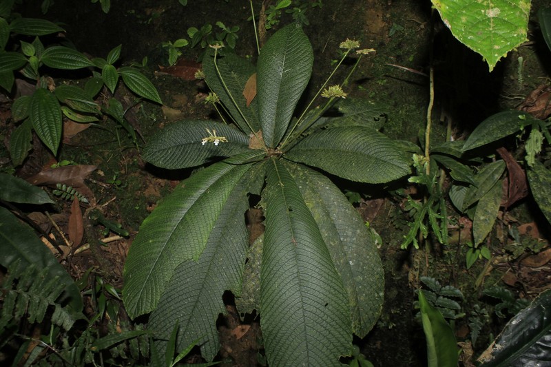 Resia bracteata photo 6
