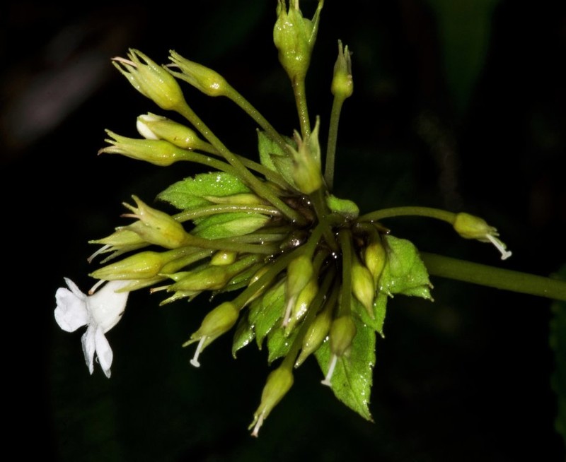 Resia bracteata photo 7