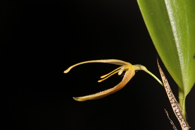 Restrepia santanderensis