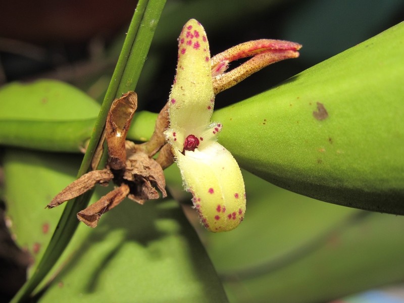 Restrepiella ophiocephala photo 2
