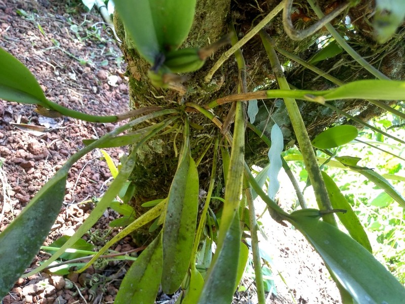 Restrepiella ophiocephala photo 3