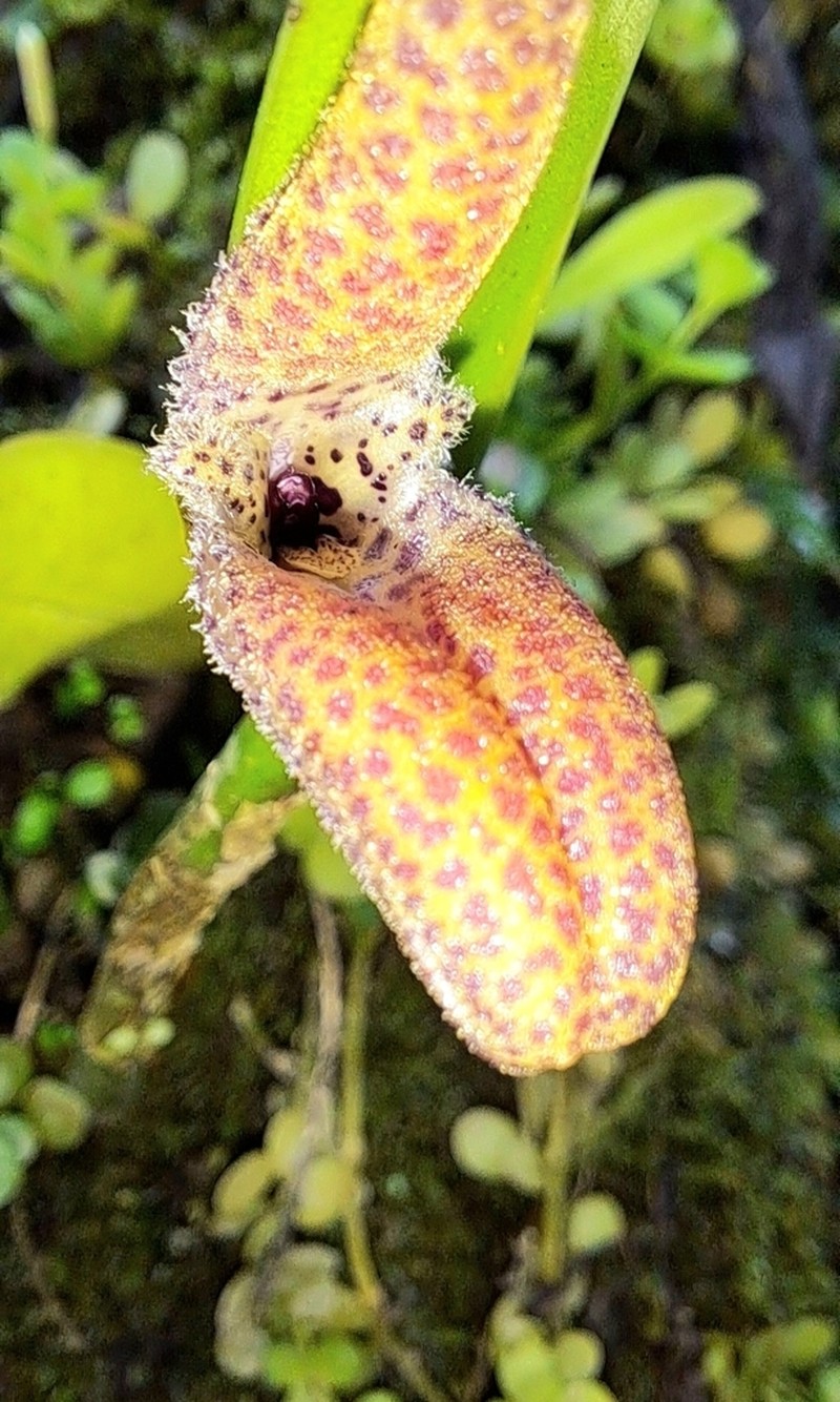 Restrepiella ophiocephala photo 4