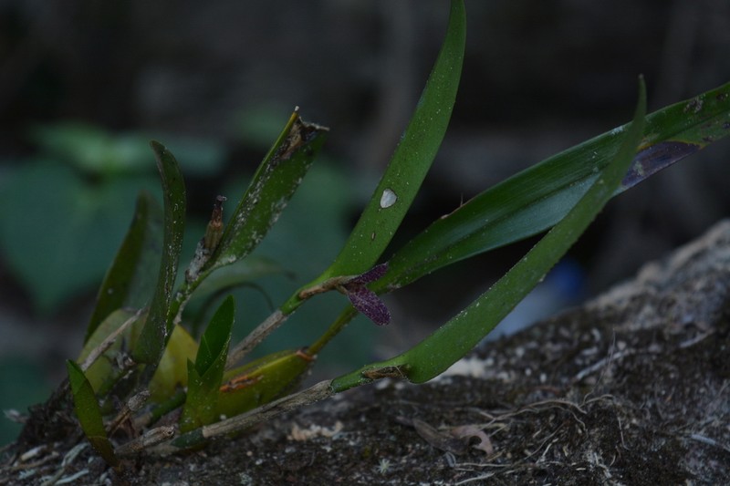 Restrepiella ophiocephala photo 5