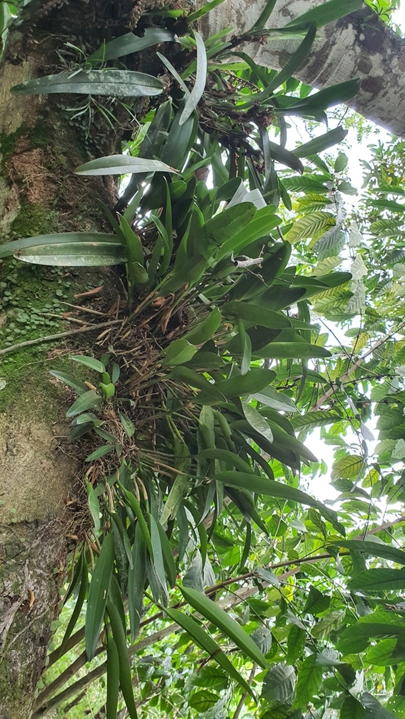 Restrepiella ophiocephala photo 6