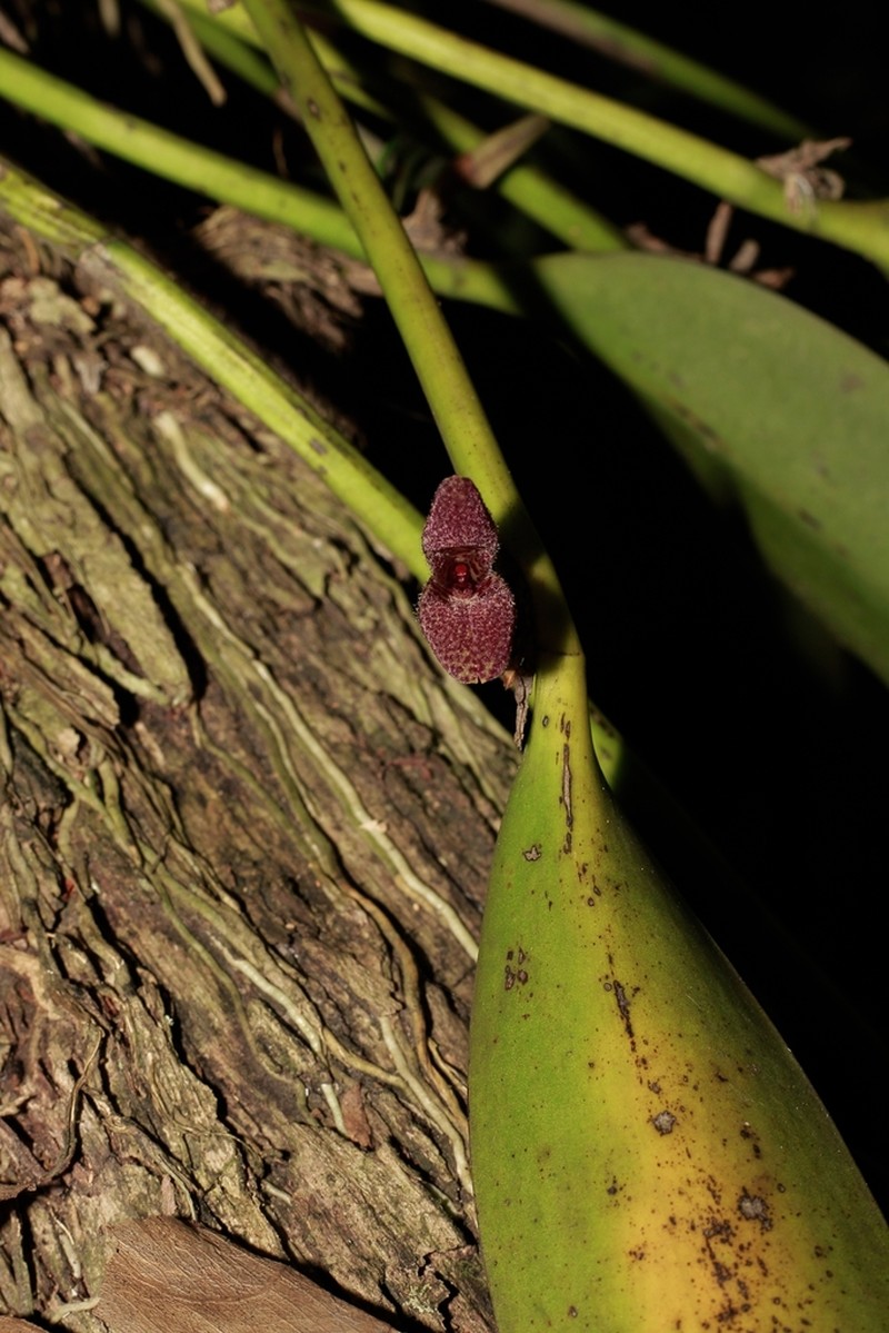 Restrepiella ophiocephala photo 7