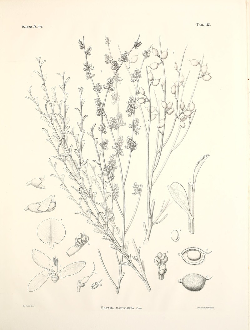 Retama dasycarpa