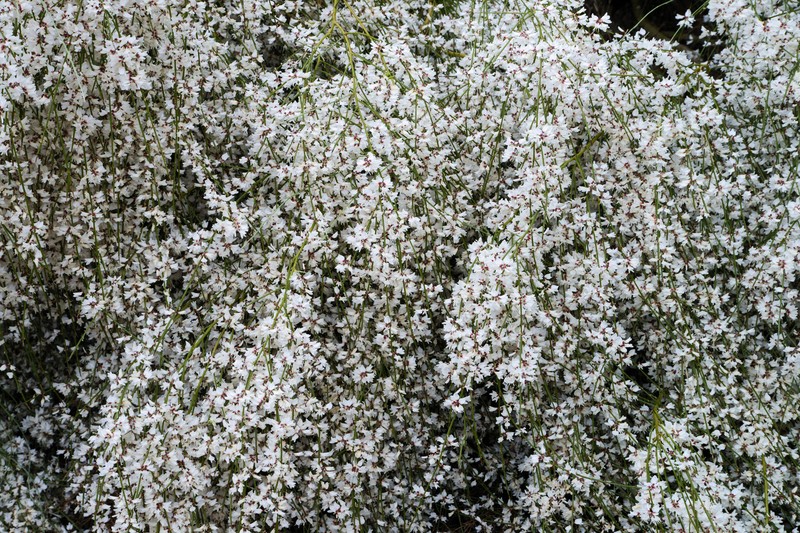 Bridal Broom