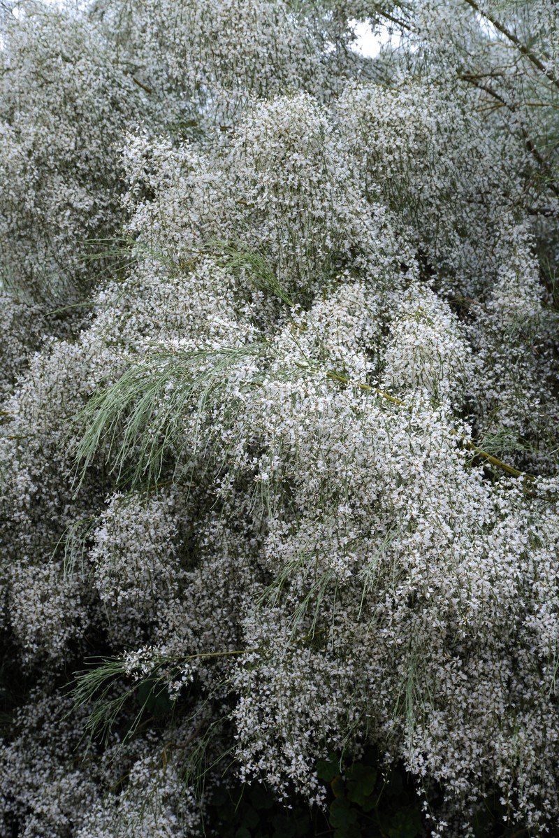 Bridal Broom photo 4