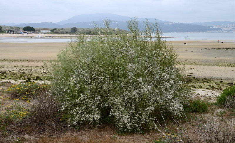 Bridal Broom photo 5