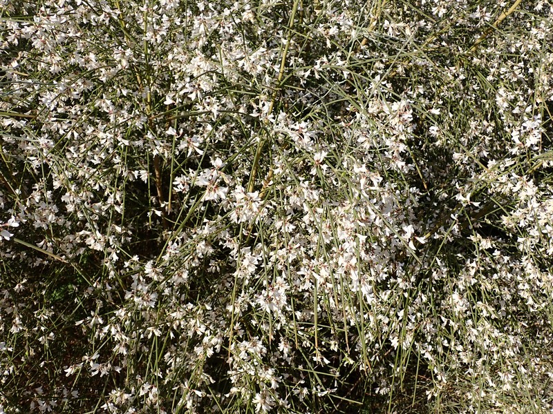 Bridal Broom photo 2