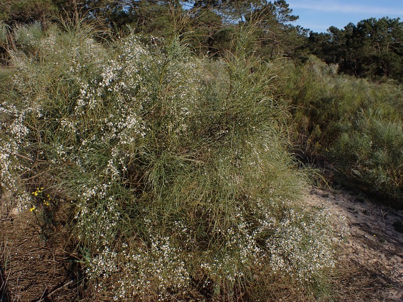 Bridal Broom photo 3