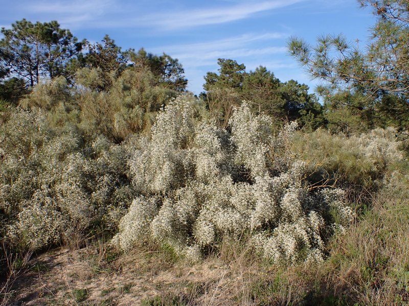 Bridal Broom photo 8