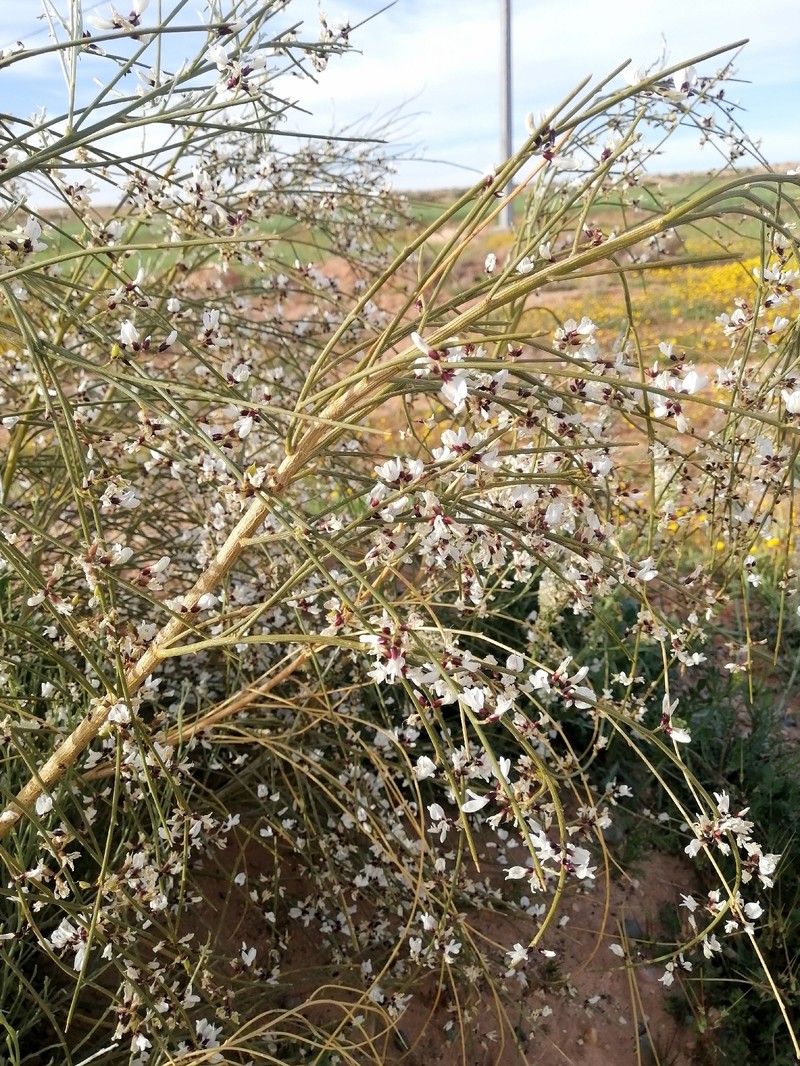 Retama raetam subsp. raetam