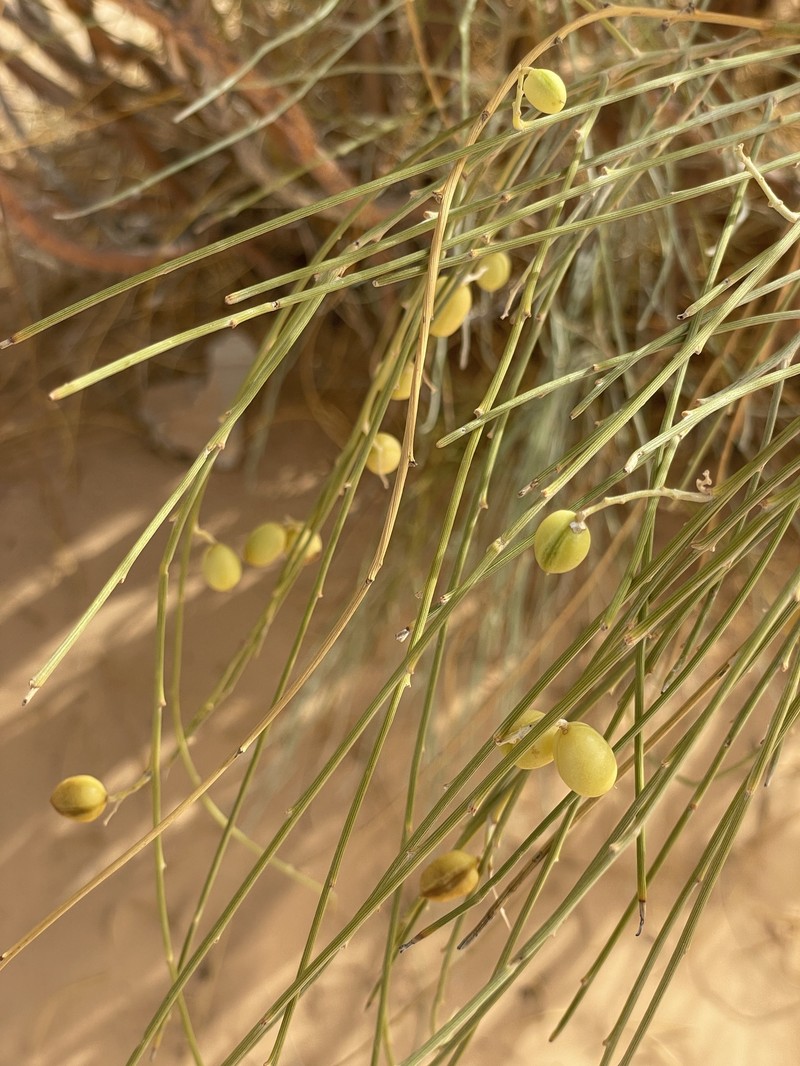 Retama raetam subsp. raetam photo 4