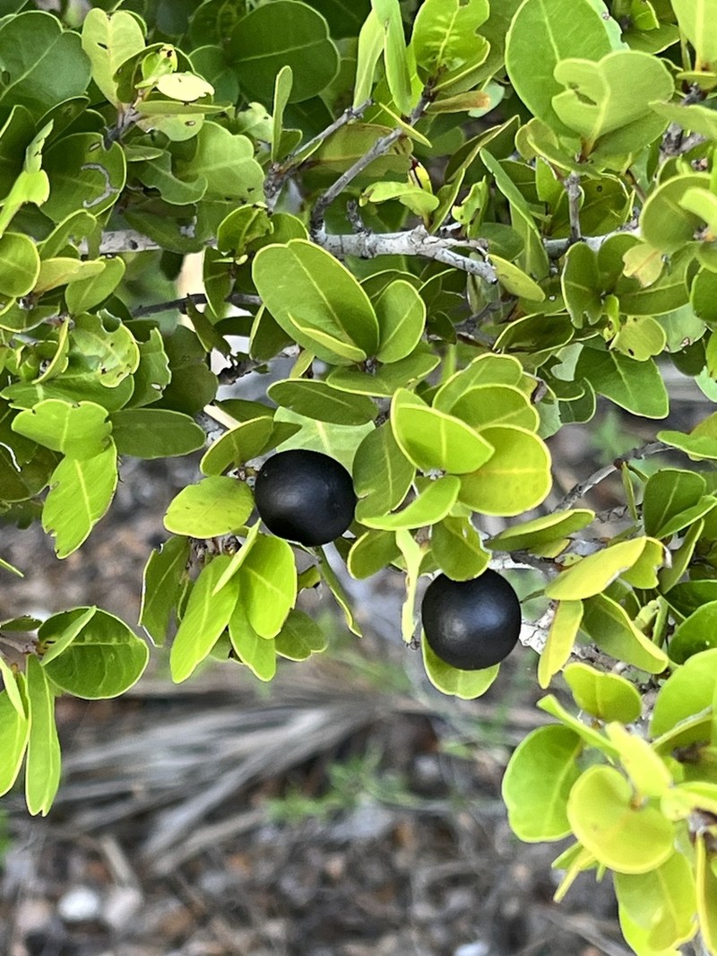 Darlingplum photo 3