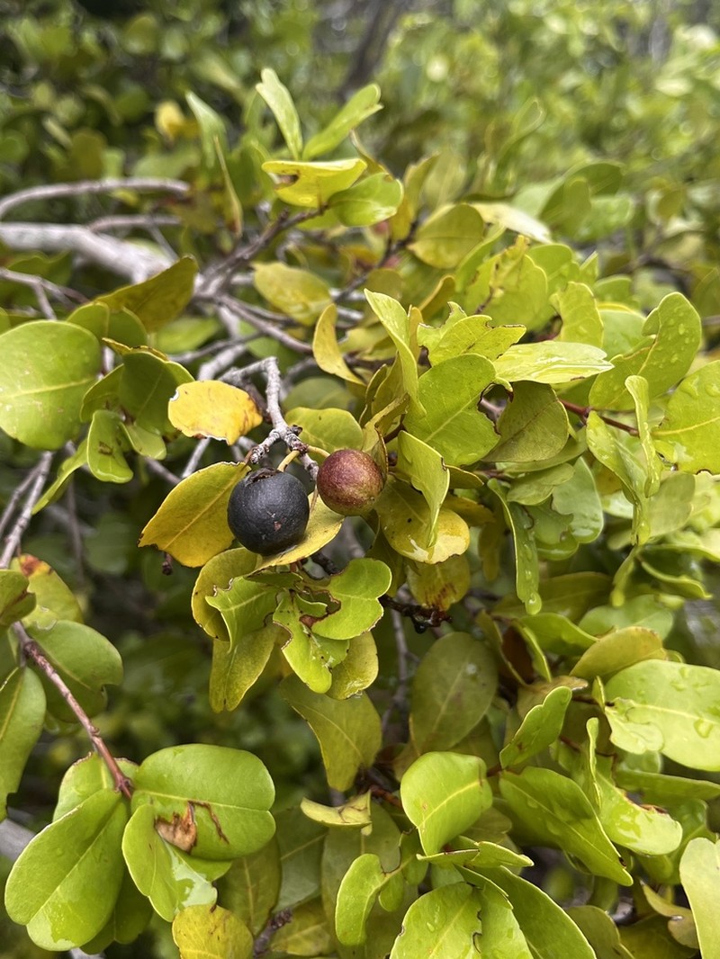 Darlingplum photo 4