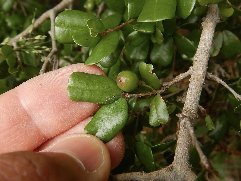 Sloe
