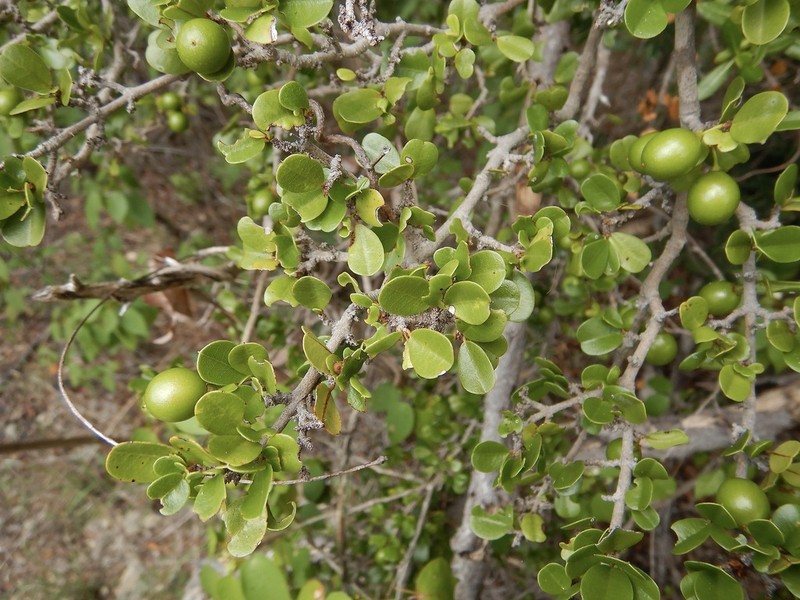 Sloe photo 2