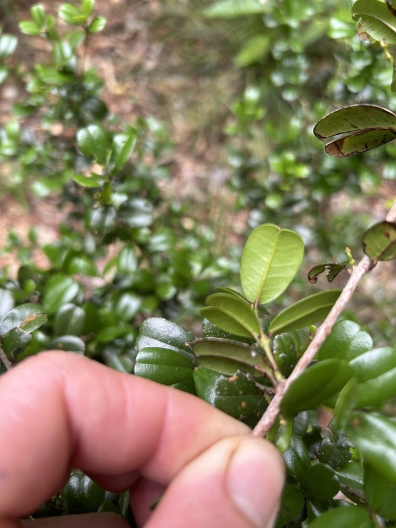 Sloe photo 3