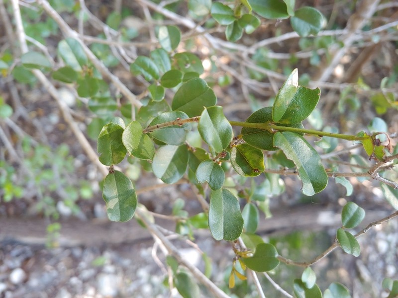 Sloe photo 6