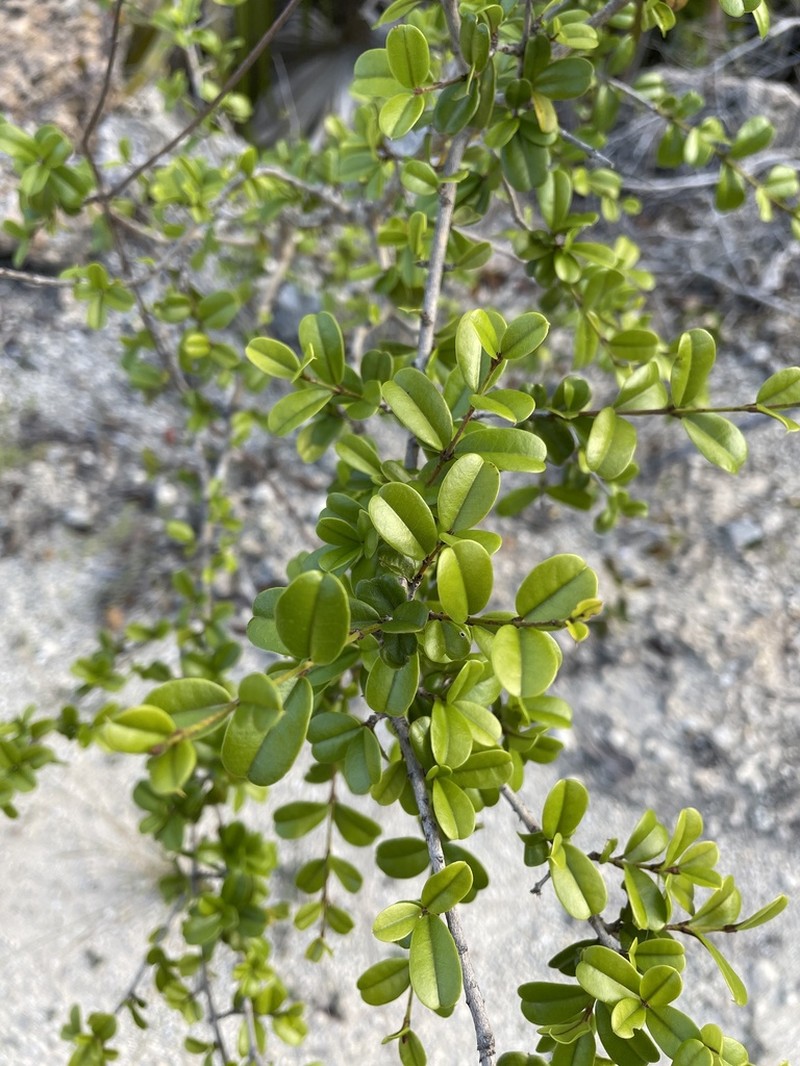 Sloe photo 7