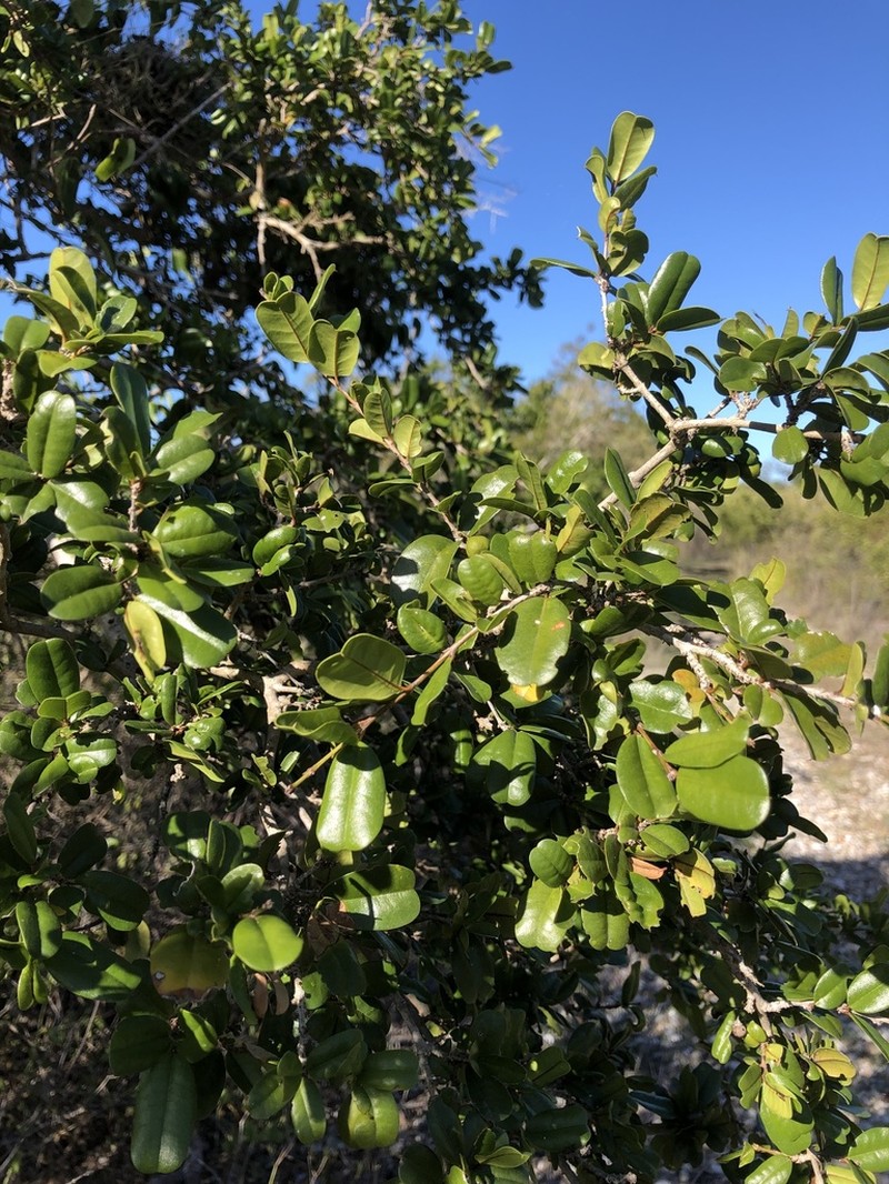 Sloe photo 8