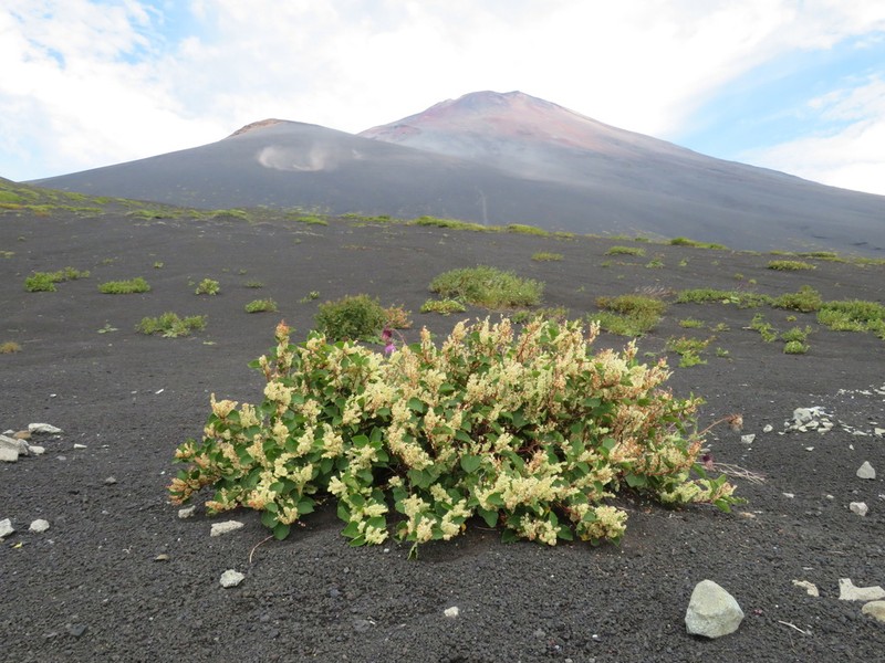 Reynoutria compacta