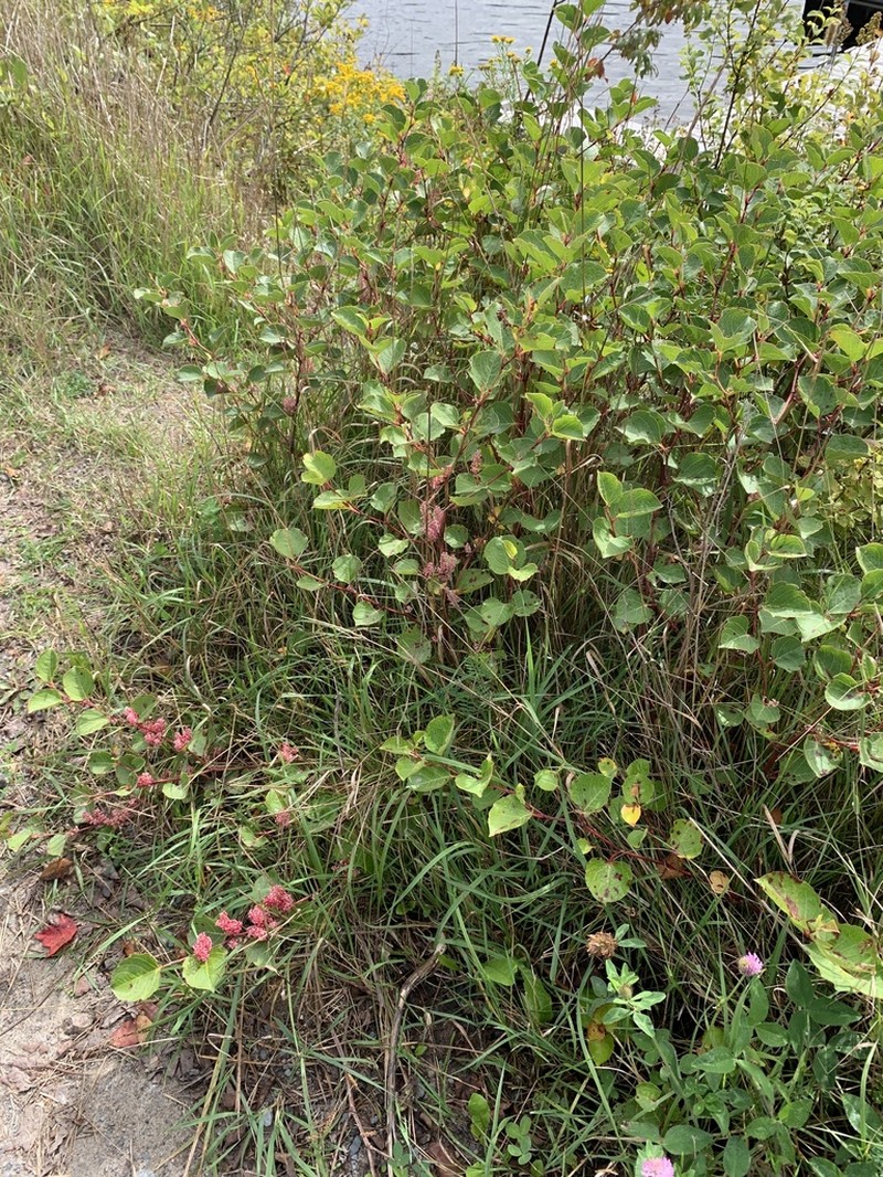Reynoutria compacta photo 2