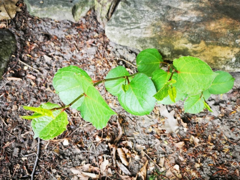 Reynoutria compacta photo 3