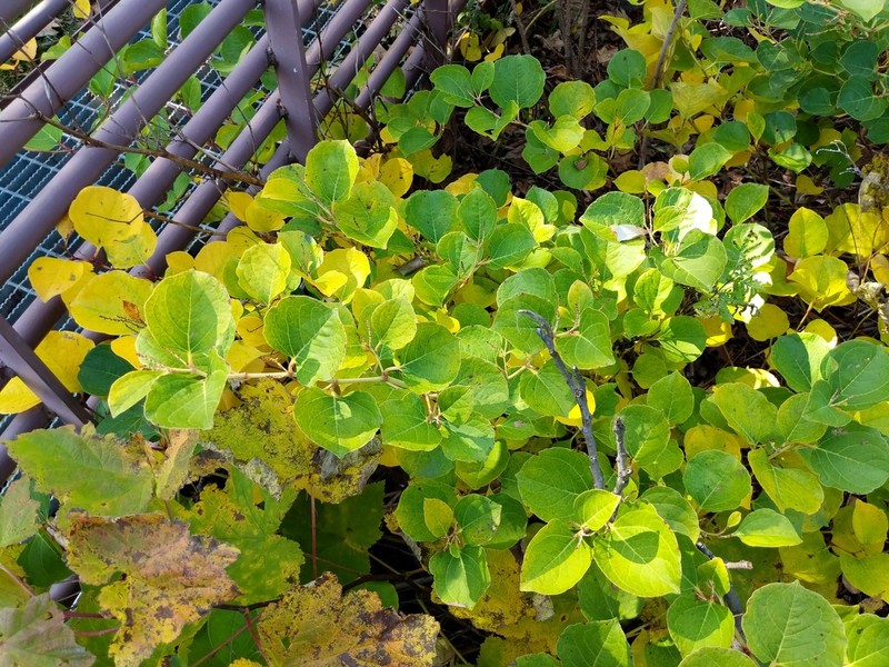 Reynoutria compacta photo 4