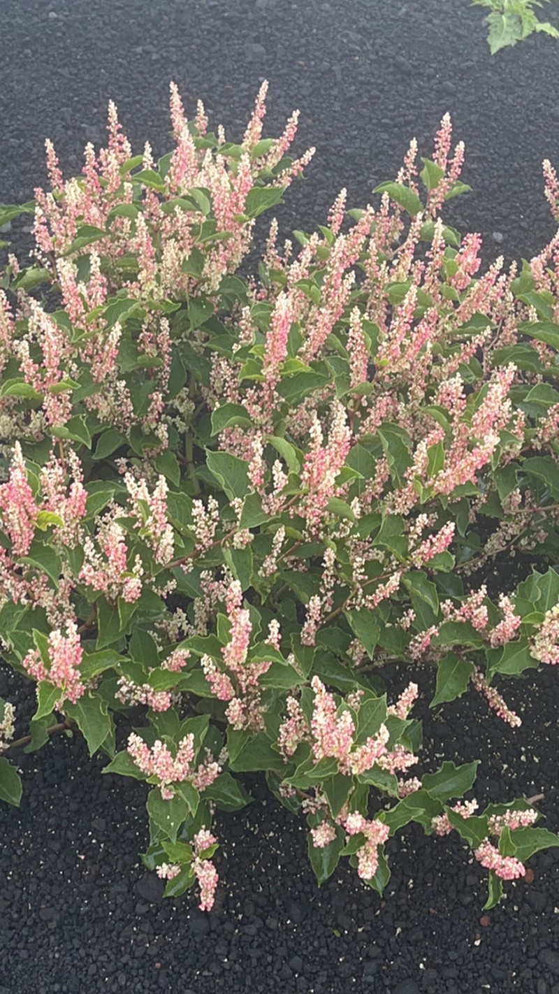 Reynoutria compacta photo 8