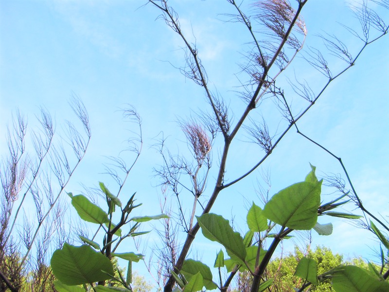 Japanese Knotweed photo 2