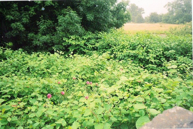 Japanese Knotweed photo 3