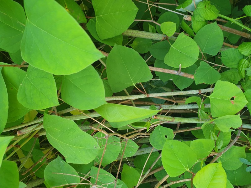 Japanese Knotweed photo 4