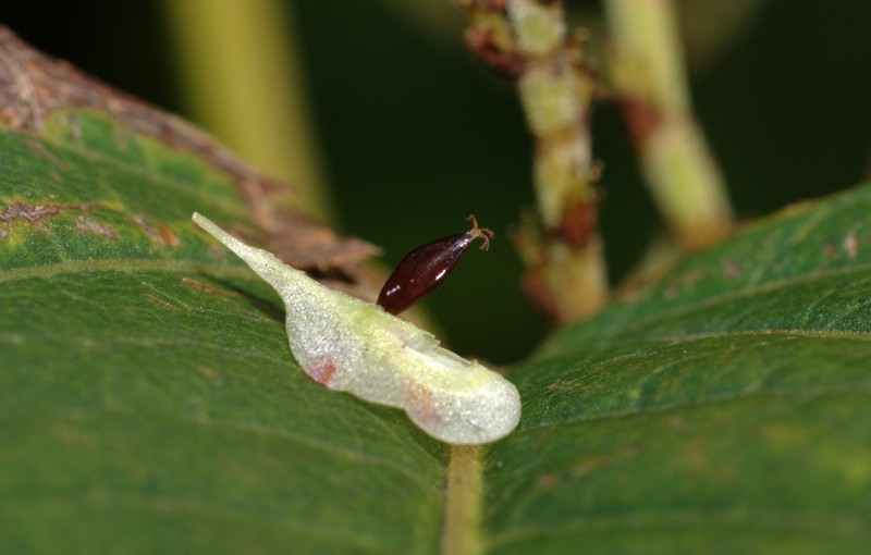 Japanese Knotweed photo 5